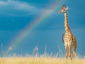 7 Day Great Kenya Safari in Masai Mara, Lake Nakuru, Amboseli, Tsavo East and West National Parks