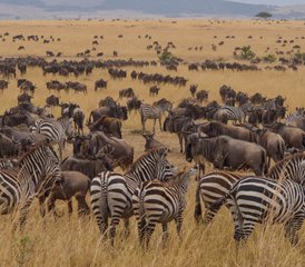 9 días de safari privado: el viaje de la migración de los ñus por los mejores parques de Tanzania - Photo 3