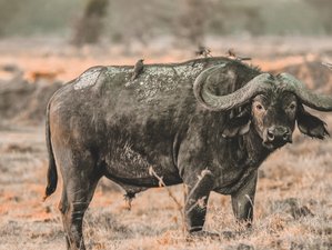 Safaris de búfalos