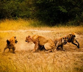5-Daagse Kenia Safari Van Wildernis Naar De Meren - Photo 4
