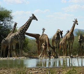 5 Tage Kruger Park Safari über die Panorama Route in Südafrika - Photo 5