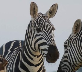 4 jours en stage de safari à travers Tsavo Est, Amboseli et Tsavo Ouest au Kenya - Photo 4