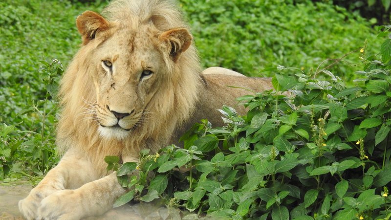 3-Daagse Gorillatrekking Safari in Bwindi National Park, Oeganda