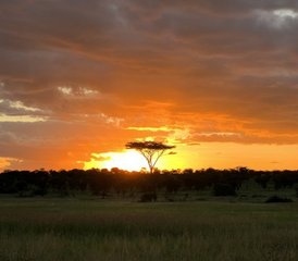 12 Tage Luxus-Hochzeitsreise Safari und Zanzibar-Flucht in Tansania - Photo 5