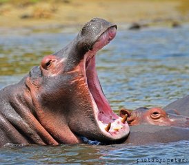 7-Daagse Vogelobservatie en Big Five Safari in Oeganda: Zziwa Rhino Sanctuary, Royal Mile en Murchison Falls - Photo 3