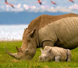 53 Tage Gemeinsame Safari im Serengeti-Nationalpark und im Kratergebiet in Tansania - Photo 1