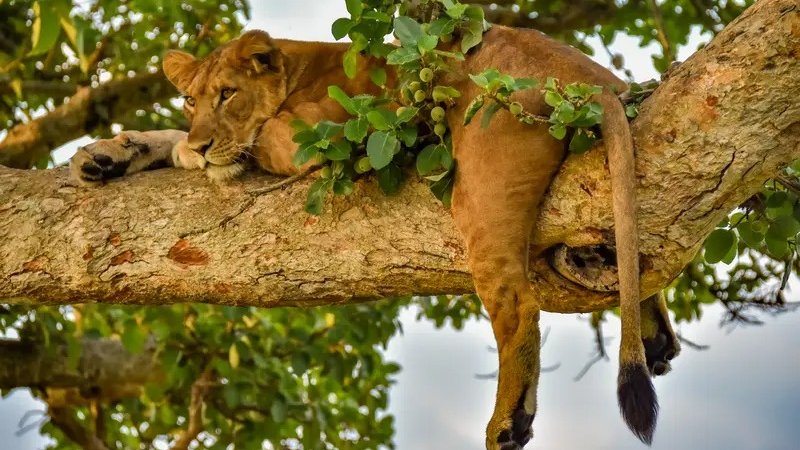 4 jours en stage de safari spectaculaire avec gorilles dans la forêt impénétrable de Bwindi en Ouganda