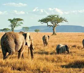 8 Day Lake Manyara, Ngorongoro, and Serengeti Classic Safari in Tanzania - Photo 2