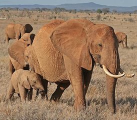 2 Tage Road Safari im Tsavo East Nationalpark von Mombasa, Kenia - Photo 5