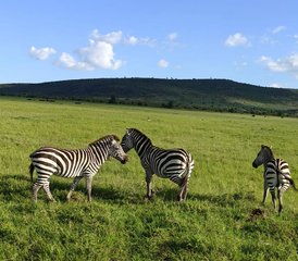 3 Day Masai Mara Safari: Experience Africa's Wild Beauty in Kenya - Photo 3