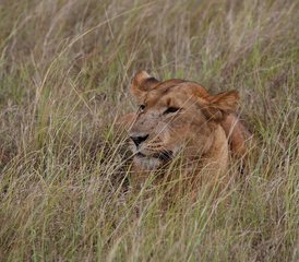 2 Täge Camping-Safari im Kitulo-Nationalpark ab Iringa, Tansania - Photo 5