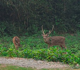 07-Daagse Chitwan Jungle Wildlife Tour in Nepal - Photo 1