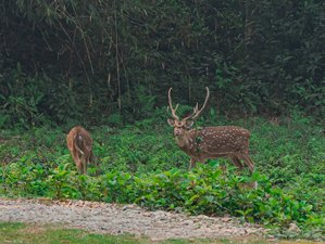 7 Day Chitwan Jungle Wildlife Tour in Nepal