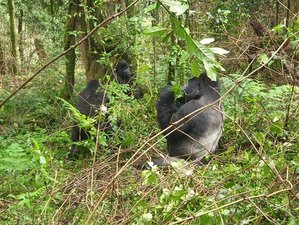 2 Day Uganda Gorilla Trekking Trip from Kigali, Rwanda to Bwindi Impenetrable Forest National Park