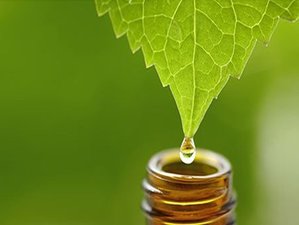Online Ayurvedic Consultation with Dr Avanita Bhavsar
