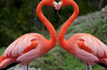1 Tage Nicht-Residenzieller Kenia-Safari im Nationalpark Lake Nakuru