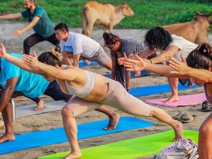 23 Day 200-Hour Yoga Teacher Training in Goa, India