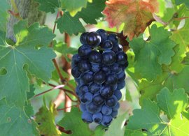 Gironde Retreats und Reisen
