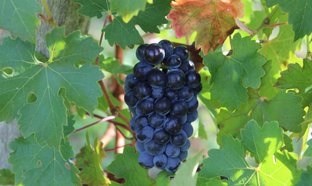 Gironde Retreats & Trips