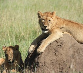 11 Tage Luxus-Lodge-Safari in Tansania - Photo 3