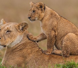 3 Tage Masai Mara mit einer Heißluftballon Safari - Photo 4