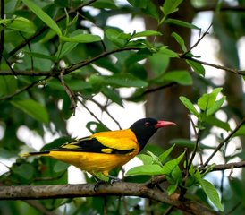 16 días de tour privado de observación de aves en el Parque Nacional de Bardia, las selvas de Chitwan y Nawalpur, y más - Photo 4