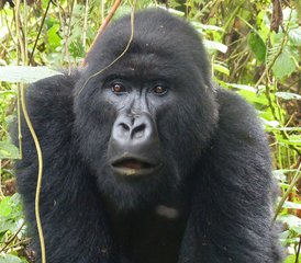 12 Tage Uganda Wildlife Safari in Nationalparks, Schutzgebieten und Sümpfen - Photo 3
