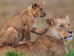 2 Day Safari in Tsavo East and West National Parks in Kenya