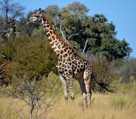9-Daagse Authentieke Mobiele Safari in Tenten in Chobe National Park en Moremi Game Reserve, Botswana - Photo 4