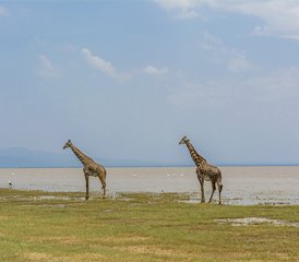 4 Tage Budget Camping Gruppensafari in Tansania - Photo 4