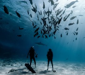 88 Tage Fuvahmulah Tigerhai-Tauchreise nur für zertifizierte Taucher - Photo 1