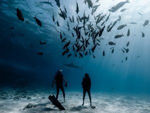 8 Day Fuvahmulah Tiger Shark Diving Trip for Certified Divers Only