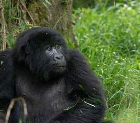  5 Day Double Gorilla Trekking Safari in Uganda's Bwindi Impenetrable Forest - Photo 3