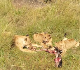 45 jours en stage de safari à petit budget au Kenya - Photo 1
