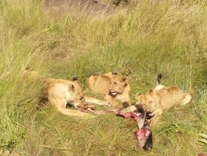 5 días de safaris económicos en Kenia