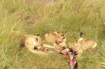 5 Day Budget Safari in Kenya