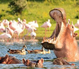 8 Tage Vogelbeobachtungstour in Kenia - Photo 4