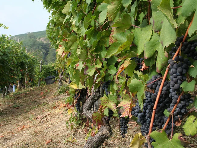 6 Day Self-Guided Vespa Motorcycle Holiday in Piedmont, Italy photo 7