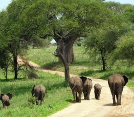 87-Daagse Budget Kampeersafari in Tanzania: Tarangire, Manyara, Serengeti en Ngorongoro - Photo 1