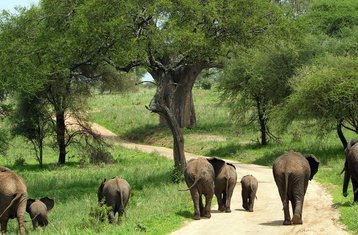 7 Day Budget Camping Safari in Tanzania: Tarangire, Manyara, Serengeti, and Ngorongoro