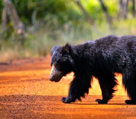 3 Day Affordable Camping Safari in Wilpattu National Park, North Central Province, Sri Lanka - Photo 4
