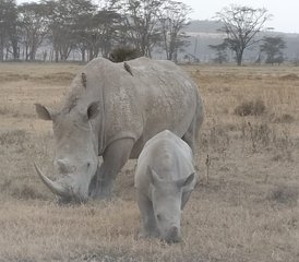 5-Daagse Luxe Safari Tour in Masai Mara, Lake Nakuru en Lake Naivasha, Kenia - Photo 2