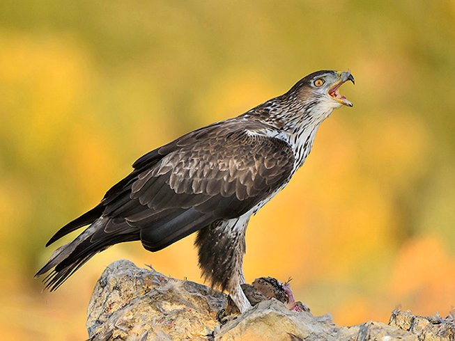5 Days Raptors Photography Safari in Montsonís, Spain - BookAllSafaris.com