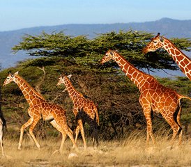 2 Tage Taita-Hills- und Salt-Lick-Safari-Tour ab Diani Beach, Kenia - Photo 2