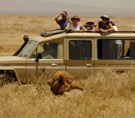 113 jours en stage de safari classique au parc national d’Amboseli au Kenya - Photo 1