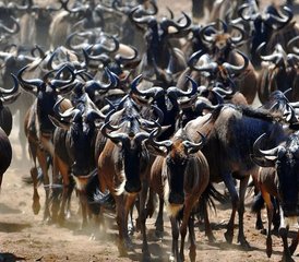 210 Tage Private Busch- und Sansibar-Strand-Safari in Tansania - Photo 1
