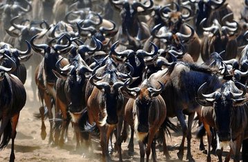 10 Tage Private Busch- und Sansibar-Strand-Safari in Tansania