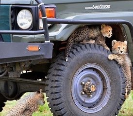 7 jours safari camping pour découvrir les Big Five de Tanzanie, Tanzanie - Photo 2