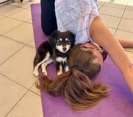 104 Day Puppy Yoga Retreat For Inner Peace & Playful Moments in Peyia, Cyprus - Photo 1