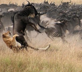 7 Tage Mara Migration Spezial Safari in Kenia - Photo 4